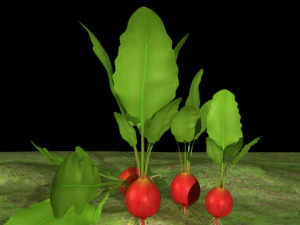 radish plant 3D Model