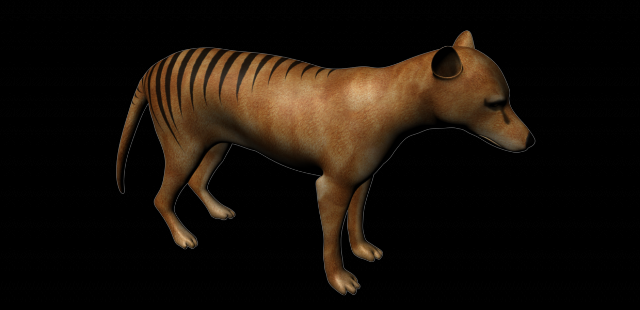 thylacine Modello 3D .c4d .max .obj .3ds .fbx .stl .blend 