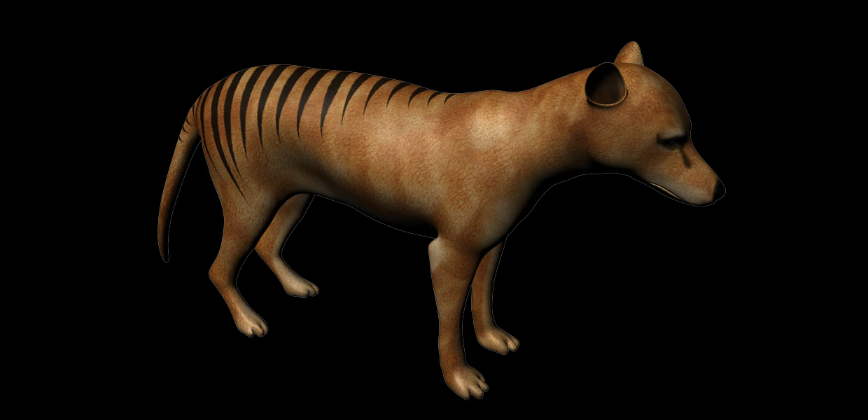 thylacine 3D Model .c4d .max .obj .3ds .fbx .stl .blend