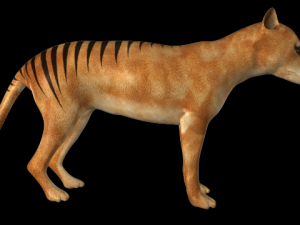 thylacine Modello 3D