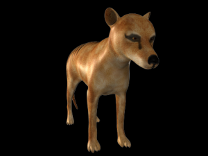 thylacine Modello 3D