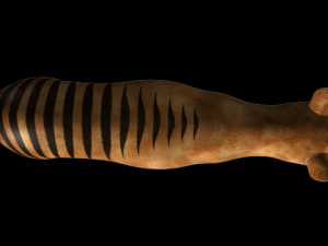 thylacine Modello 3D