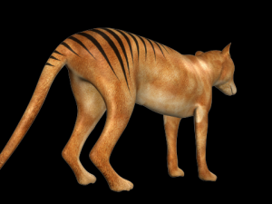 thylacine Modello 3D
