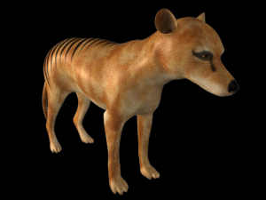 thylacine Modello 3D