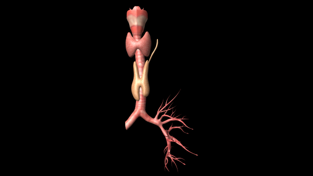 thyroid Modelo 3D .c4d .max .obj .3ds .fbx .stl .blend