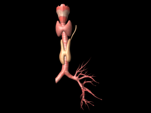 thyroid 3D Model