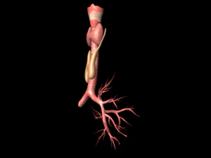 thyroid 3D Model