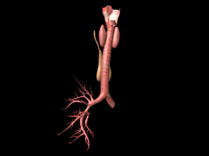 thyroid 3D Model
