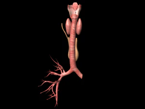 thyroid 3D Model