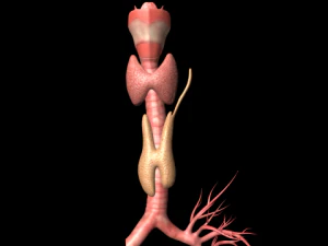 thyroid 3D Model