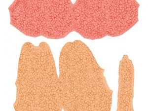 thyroid Modello 3D