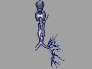 thyroid Modello 3D