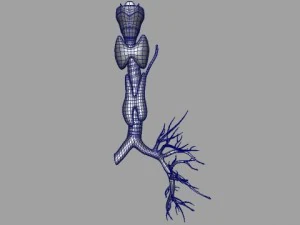 thyroid 3D Model