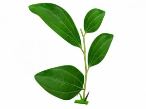 ziziphus 3D Model