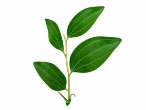 ziziphus 3D Model