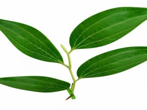 ziziphus 3D Model