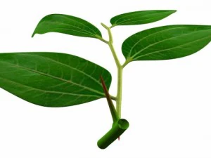 ziziphus 3D Model