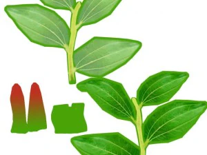 ziziphus 3D Model