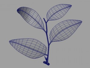 ziziphus Modelo 3D