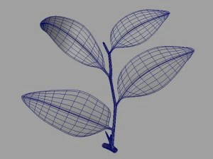 ziziphus 3D Model