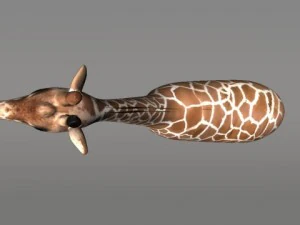 giraffe 3D Model
