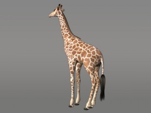 giraffe 3D 모델