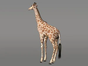 giraffe 3D Model