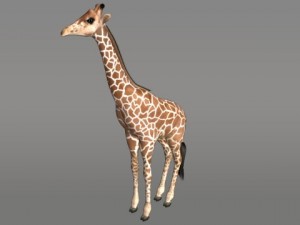 giraffe 3D 모델