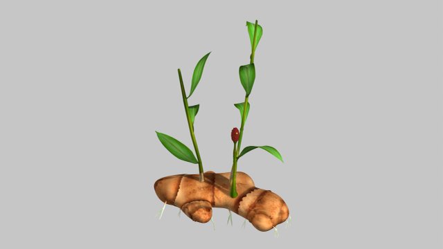 zingiber 3D 모델 .c4d .max .obj .3ds .fbx .stl .blend 