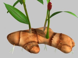 zingiber 3D 모델