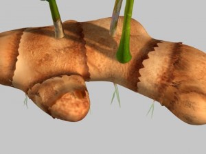 zingiber 3D 모델