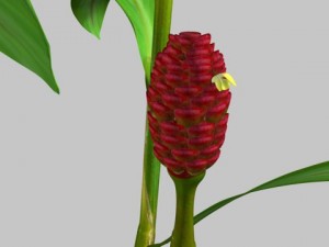 zingiber 3D 모델