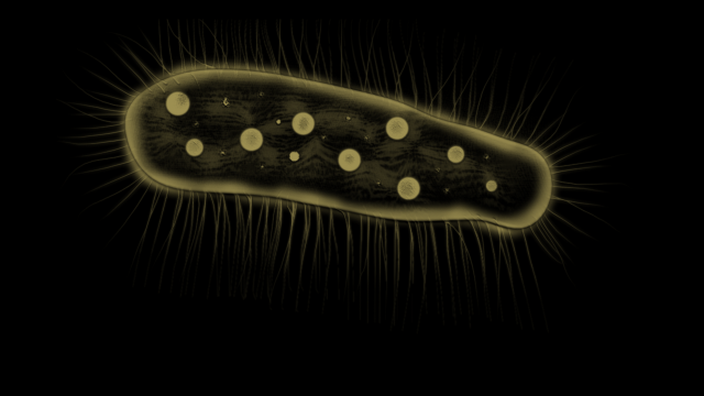 zelleriella 3D Model .c4d .max .obj .3ds .fbx .stl .blend 