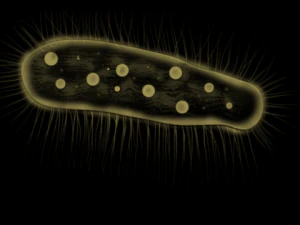 целлерієла 3D Модель