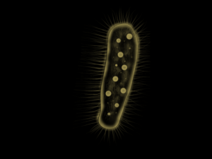 zelleriella 3D Model