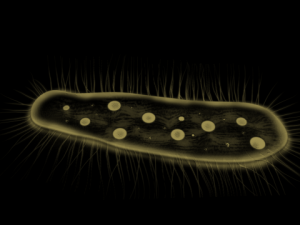 zelleriella 3D Model