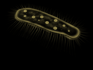 zelleriella 3D Model