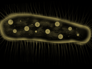 zelleriella 3D Model