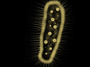 zelleriella 3D Model