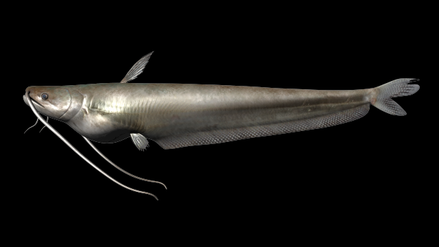 wallago fish 3D-Modell .c4d .max .obj .3ds .fbx .stl .blend 