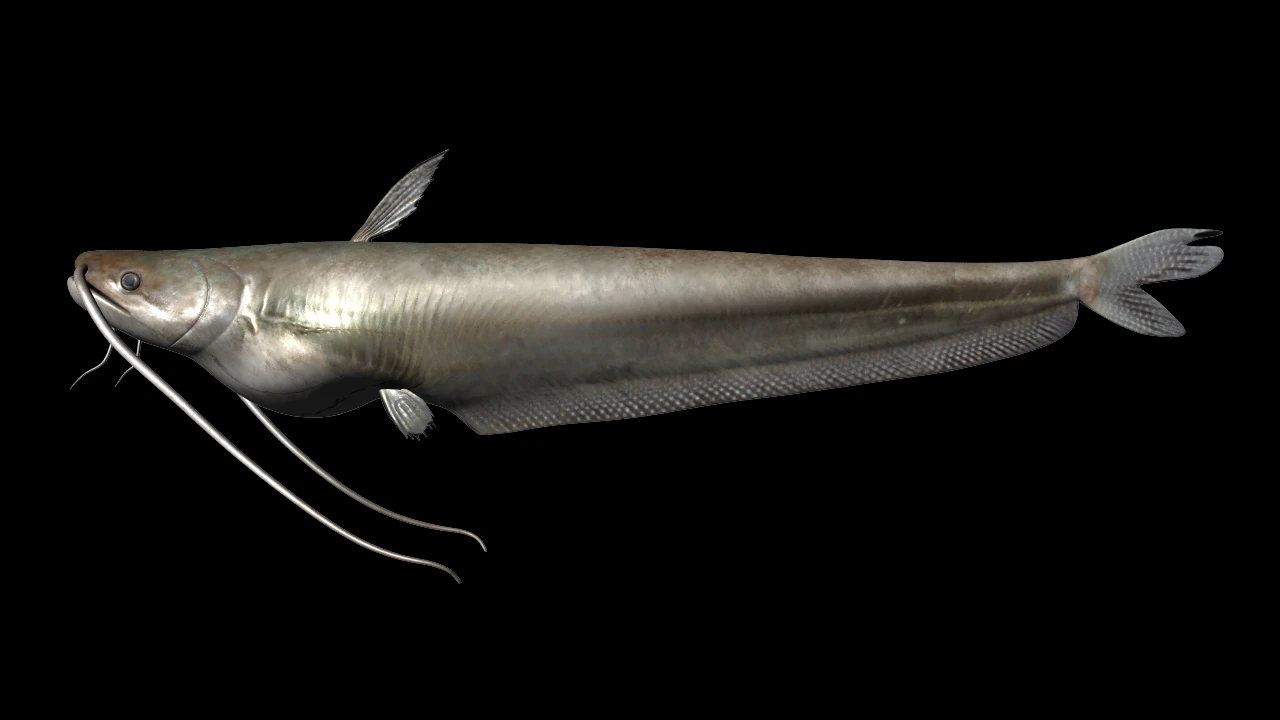 wallago fish 3D Model .c4d .max .obj .3ds .fbx .stl .blend 
