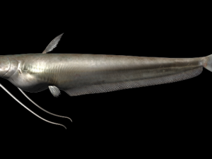 wallago fish 3D Model
