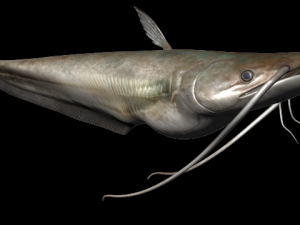 wallago fish 3D-Modell
