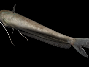 wallago fish 3D-Modell