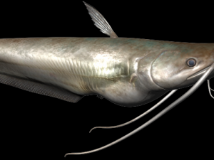 wallago fish 3D-Modell