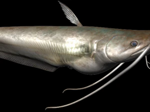 wallago fish 3D Model