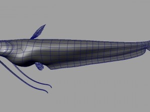 wallago fish 3D-Modell