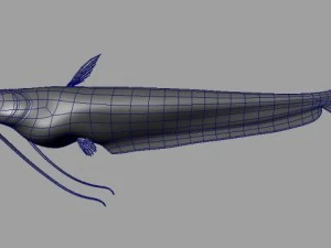wallago fish 3D Model