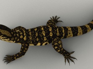 monitor lizard 3D मॉडल