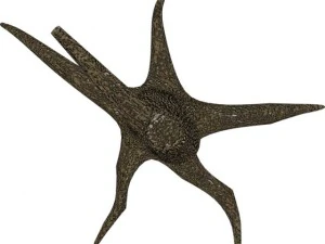 мертвое дерево 3D Модель